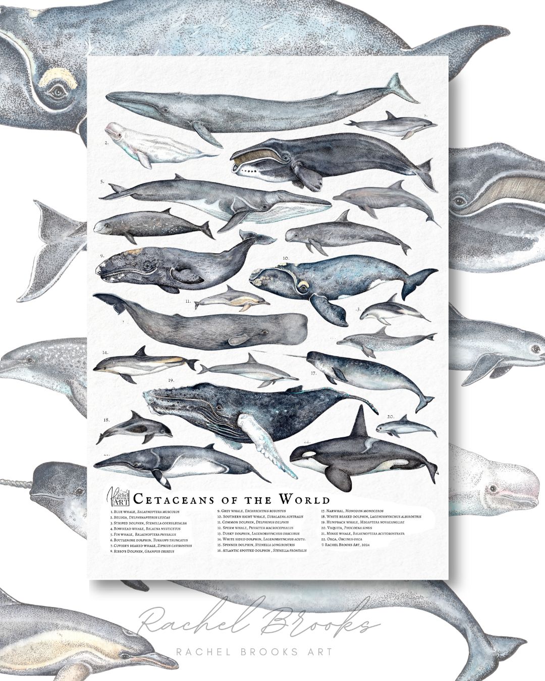 Sperm Whale Scientific Illustration Sperm Whales: Revealing The