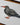 Inca Tern Illustration Original Art Work