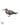 Inca Tern Illustration Original Art Work