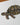 Red-footed tortoise Illustration Original Art Work