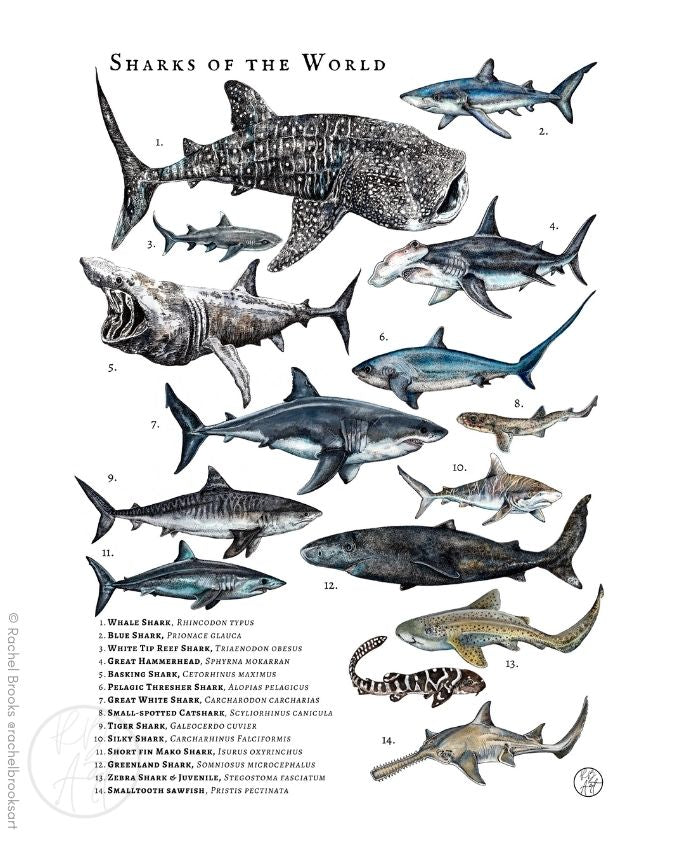 Types of Sharks Cool Shark Poster