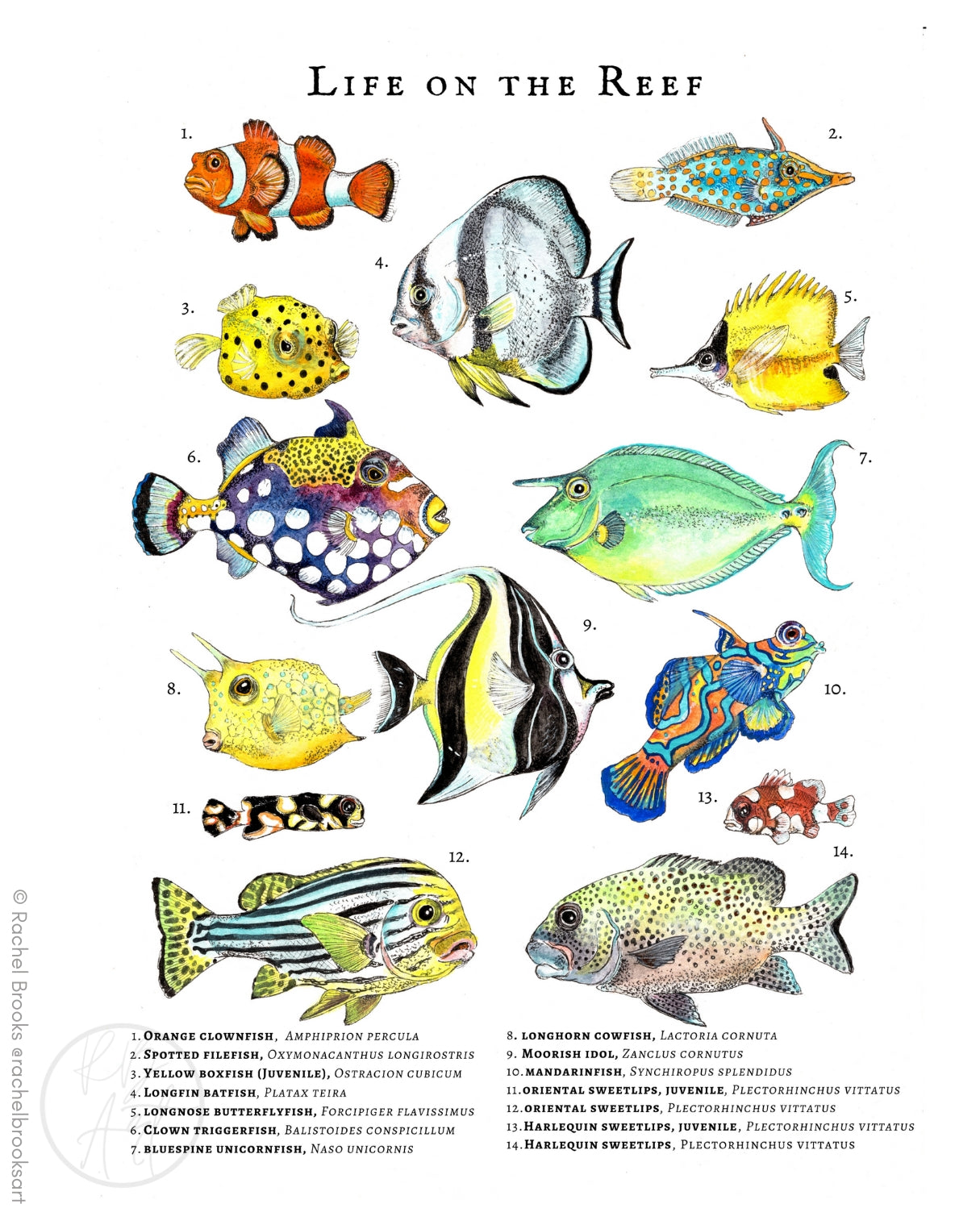 Coral Reef Fish Species Scientific Illustration Print Rachel Brooks Art coral-reef-fish-species-scientific-illustration-print-rachel-brooks-art