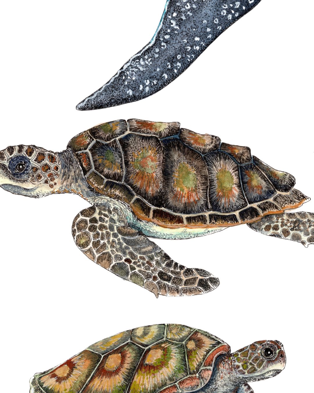 Yurtle Types Turtle Species Scientific Illustration Print – Rachel Brooks Art