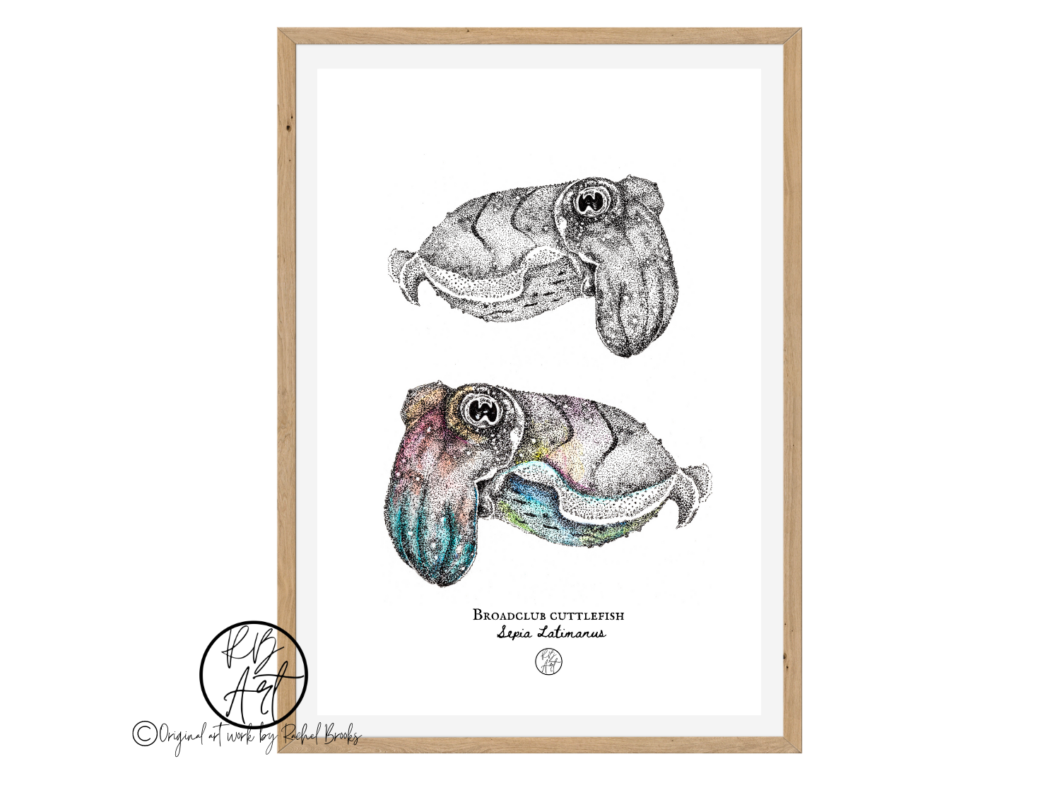 Cuttlefish Illustration